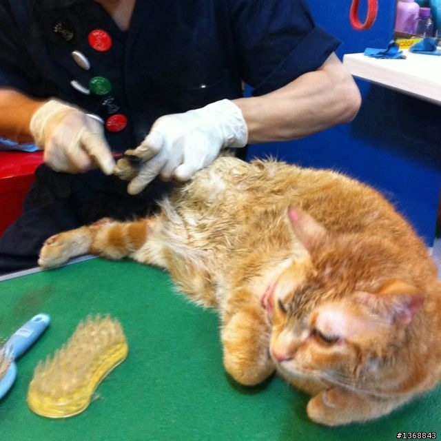 血腥！誤闖虎口的橘子