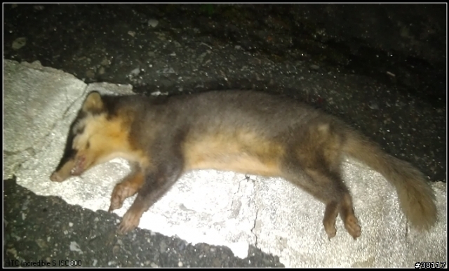 中橫發現的動物.....屍體(不血腥)