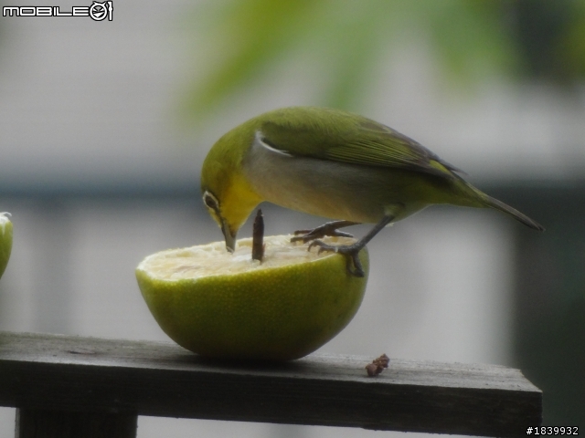 SONY HX-100V打鳥