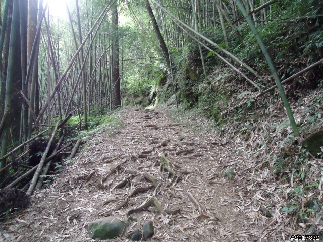 11/6阿里山之戀(登奮起湖大凍山及隙頂二延平步道)