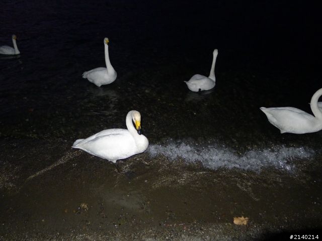 [遊記]2011員工旅遊11/10~11/14日本北海道5日遊