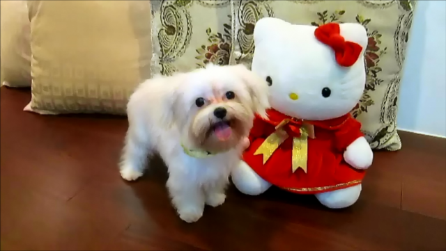 已送養,謝謝大家~