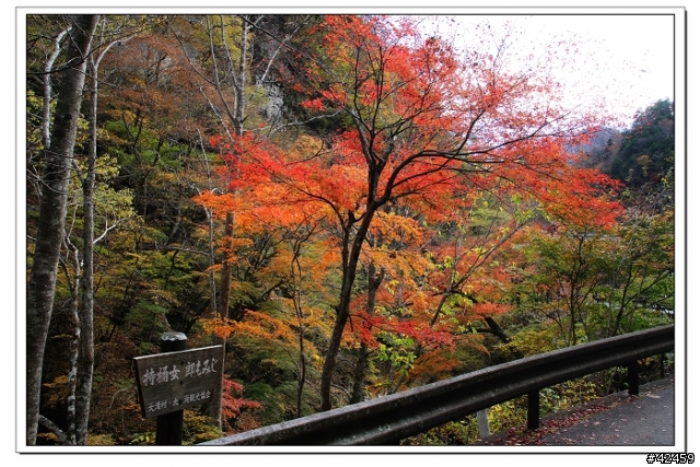 [SKYWAVE TYPE-S]奥秩父中津峡紅葉之旅