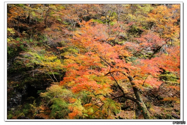 [SKYWAVE TYPE-S]奥秩父中津峡紅葉之旅