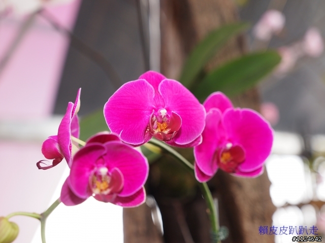 2011年新社花海開始了