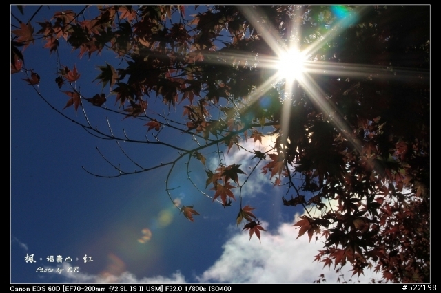 分享：2011-11-24 福壽山楓紅