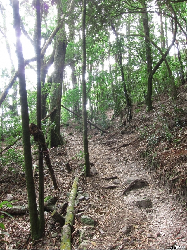 大雪山支線鳶嘴山一日遊(圖多)