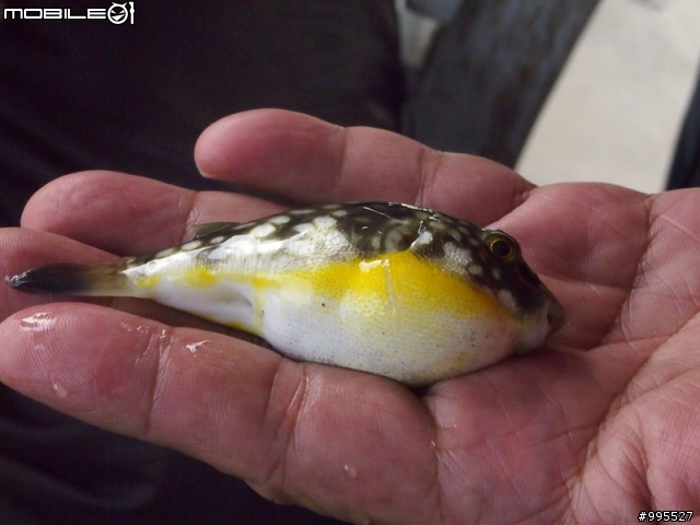 (照片)12/18星期日台江賞鳥行
