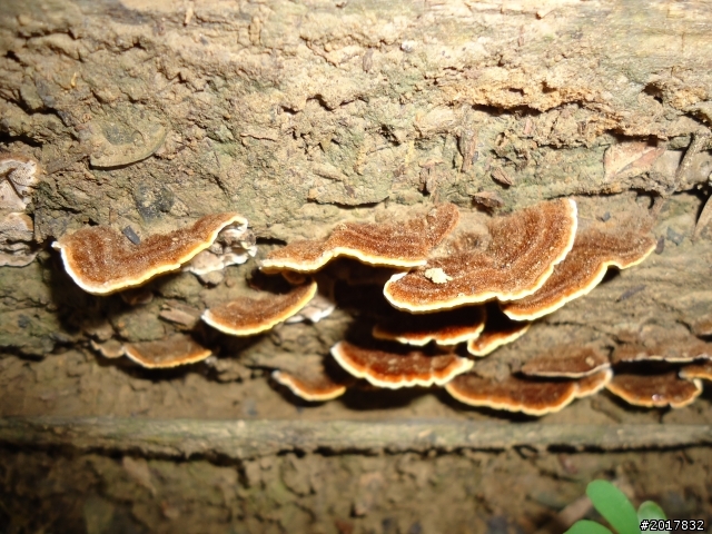 12/15南化北寮糖子恩山(鈺鼎步道)