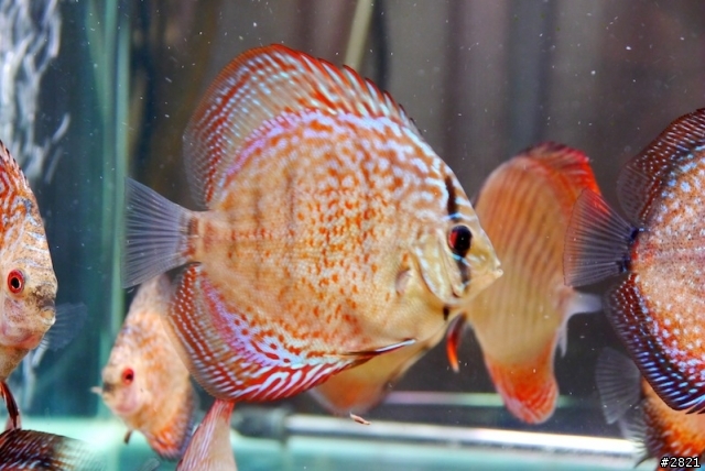 四個多月的七彩神仙（圖多）