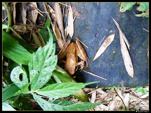 2011.12.26_水社寮-水水古道(順登五棲嶺)