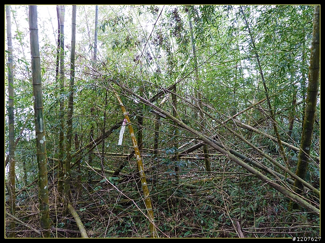 2011.12.26_水社寮-水水古道(順登五棲嶺)