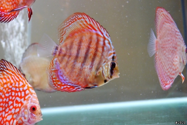 四個多月的七彩神仙（圖多）