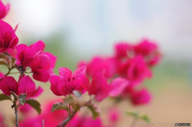 Nikon AF 50mm F1.4D也來蓋公寓
