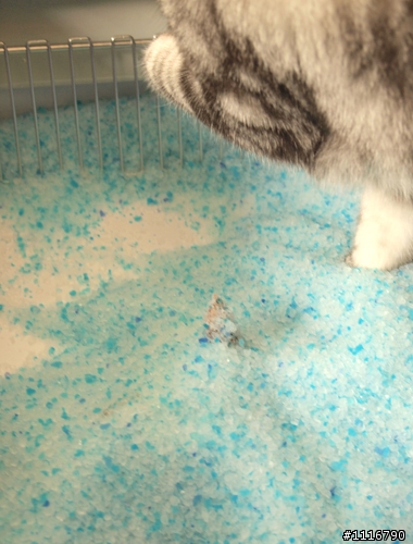 [簡陋開箱文] ScoopFree自動清貓砂機(水晶砂款)
