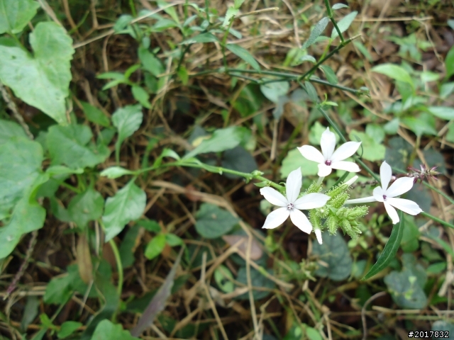 12/15南化北寮糖子恩山(鈺鼎步道)