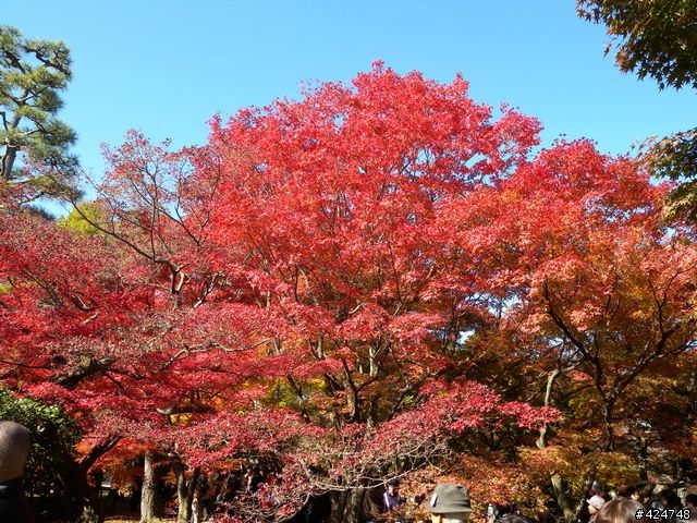 [京都]賞楓@東福寺