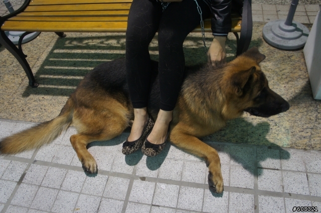 <已送出> 年約2歲德國狼犬 - 二九