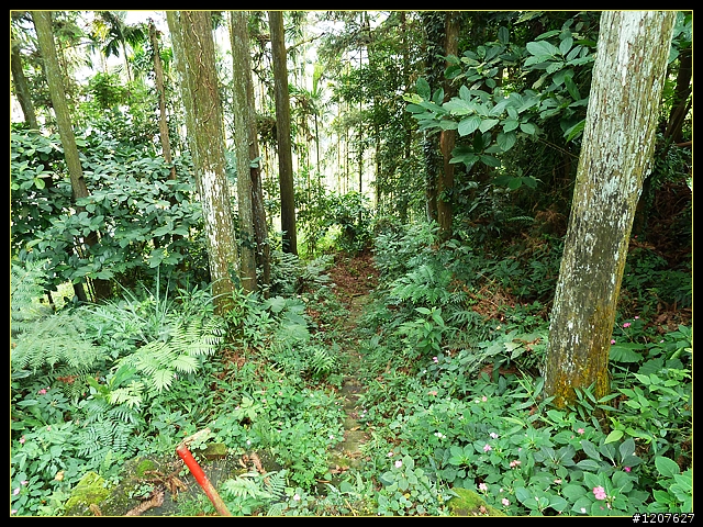 2011.12.07_首探獨立山頭-大坪山