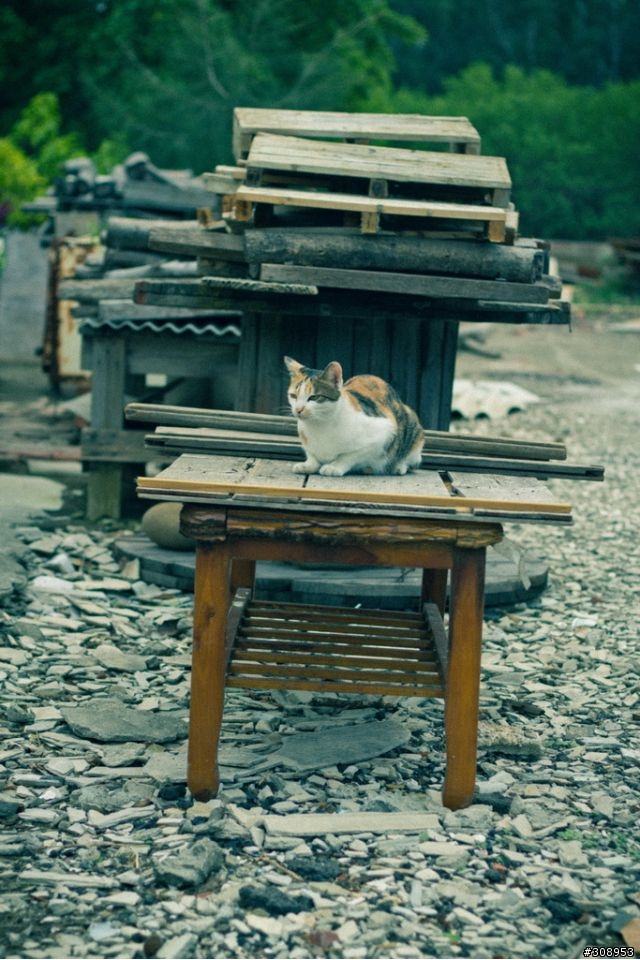 第一次用 CANON 60D 拍照 ~~~
