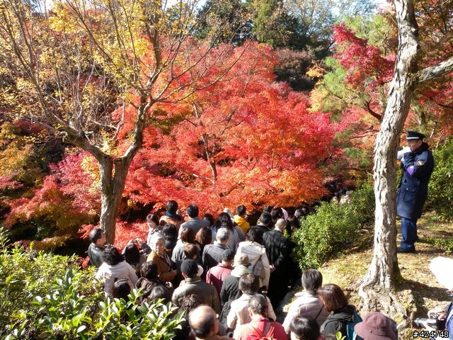 [京都]賞楓@東福寺
