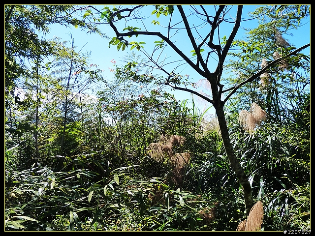 2011.12.07_首探獨立山頭-大坪山