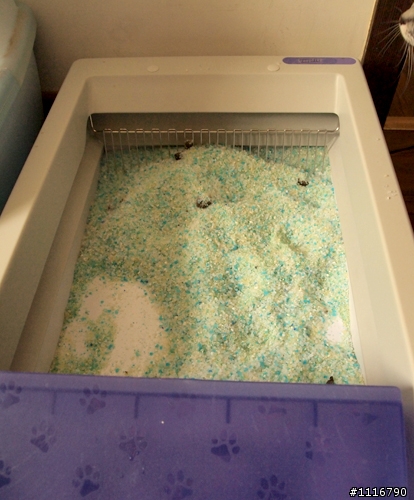 [簡陋開箱文] ScoopFree自動清貓砂機(水晶砂款)