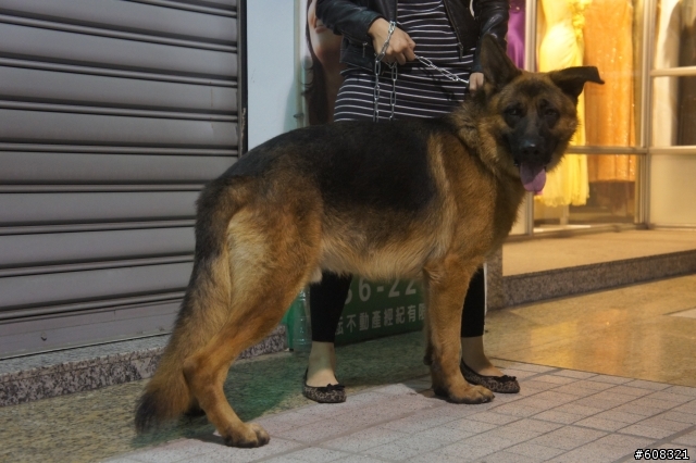 <已送出> 年約2歲德國狼犬 - 二九