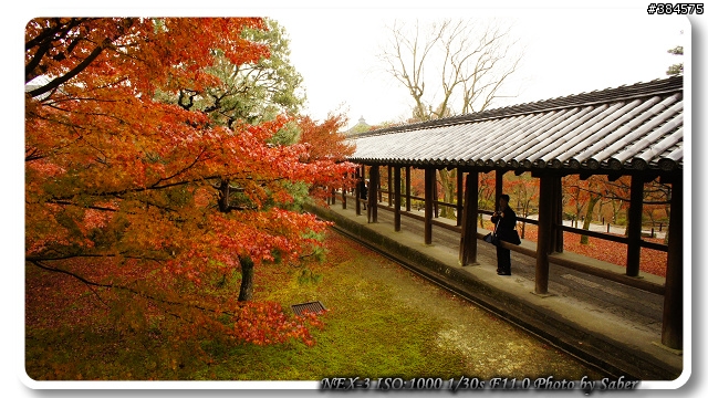 NEX-3 京都東福寺賞楓