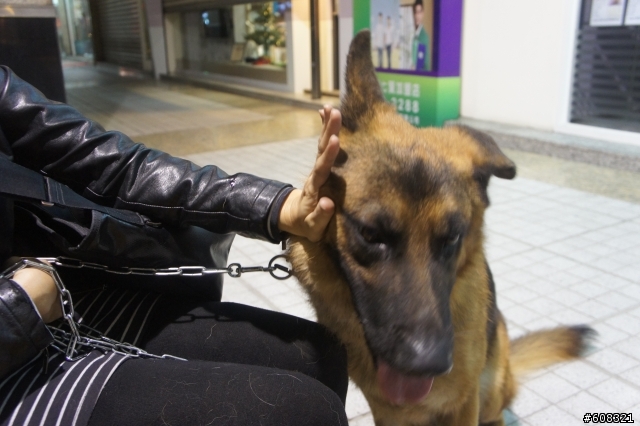 <已送出> 年約2歲德國狼犬 - 二九