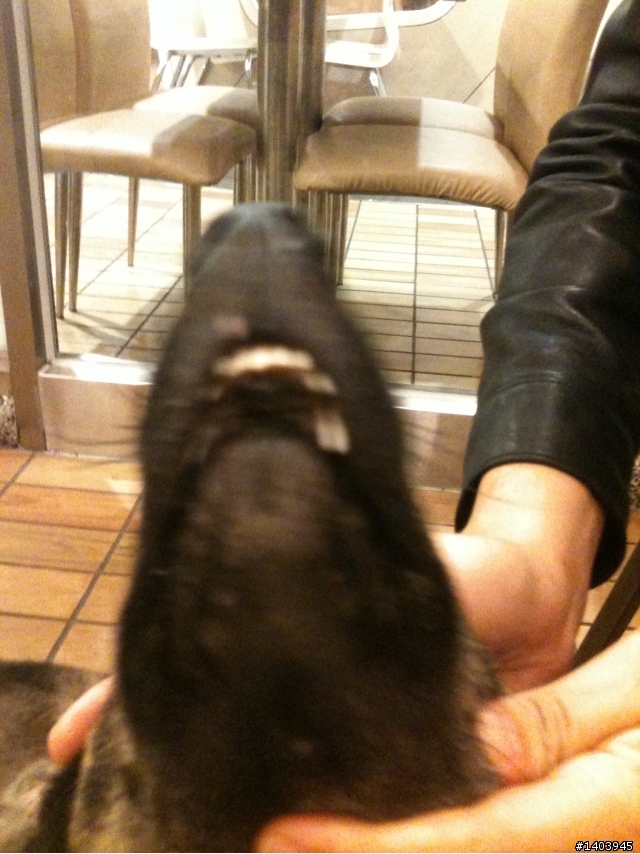 屏東自由路上麥當勞的流浪犬