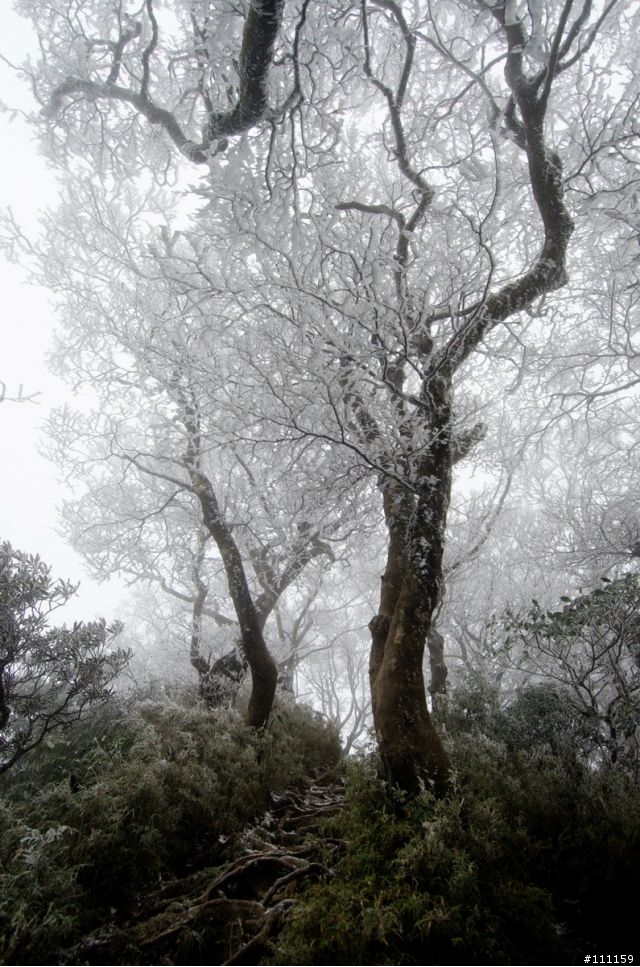 刀峰上的糖霜‧北插天山霧淞