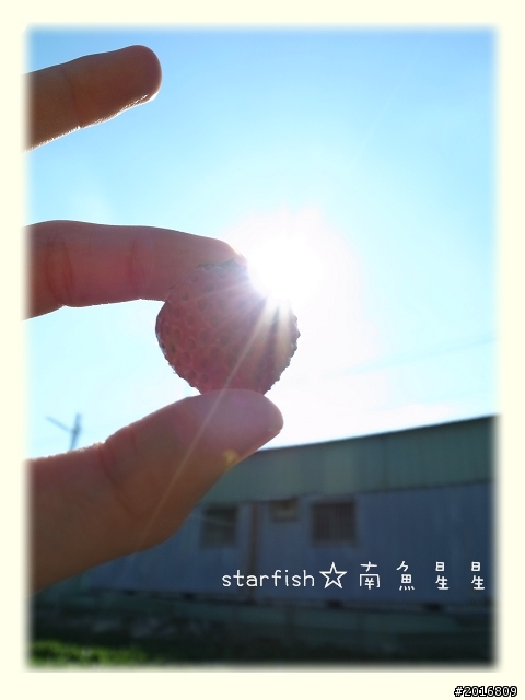 [台中] 台中市也有草莓園?!~~大富草莓園