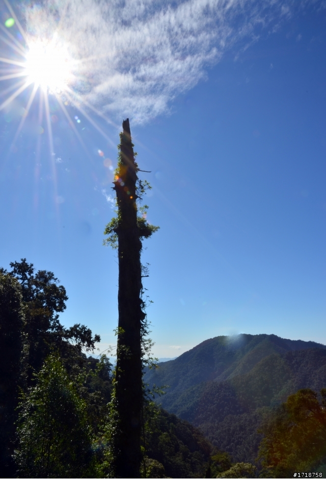 大雪山 楓與山與嵐的交織
