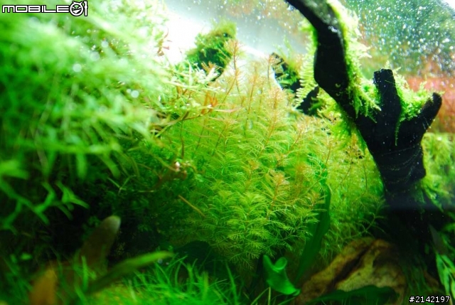 水草造景貼圖分享   2尺 ADA  60P 水森林   大家也來分享 自己的水族缸中的自然吧