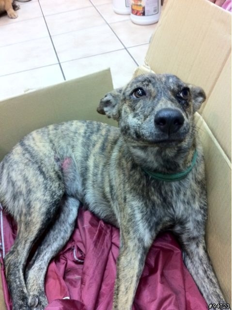 竹北虎班犬待尋主人
