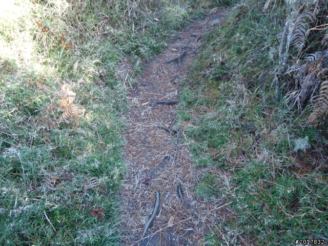 12/19冬日的塔塔加東埔山行