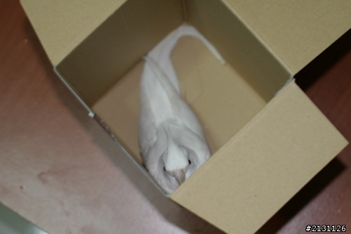 當5D II 終於脫離無敵兔的魔掌...補圖