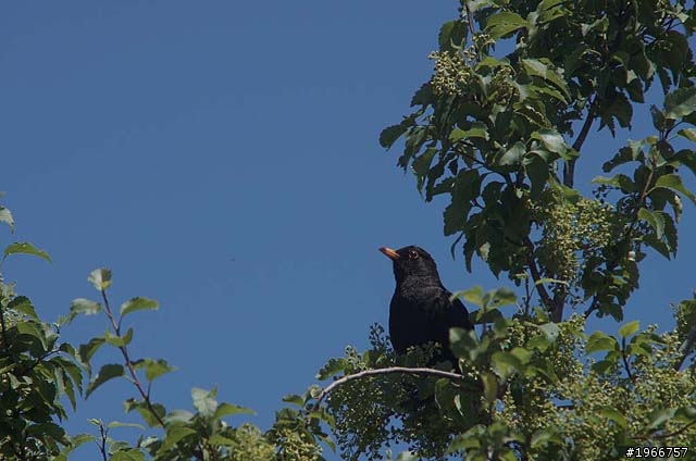 SAFARI F6.3 500mm M42 Lens新入手+5N=我可以打鳥去囉~