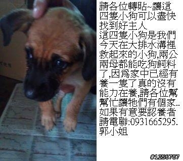 讓這四隻小狗可以盡快找到好主人