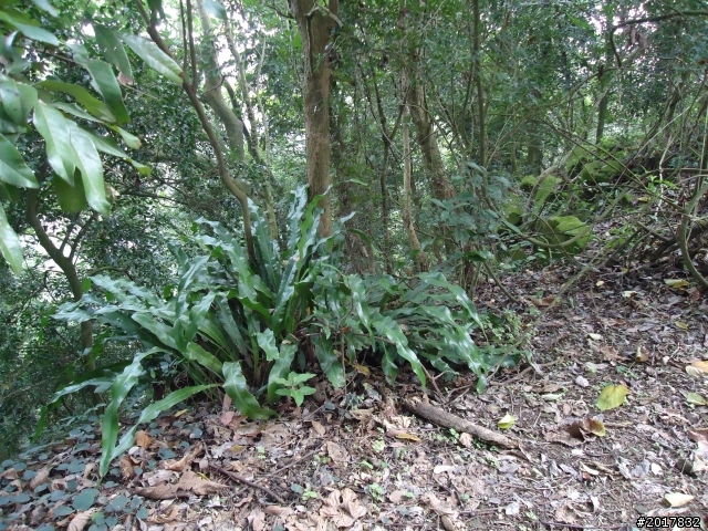 12/15南化北寮糖子恩山(鈺鼎步道)