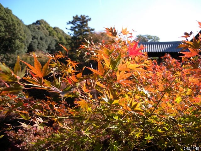 [京都]賞楓@東福寺
