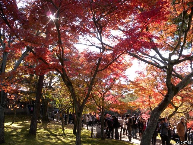 [京都]賞楓@東福寺
