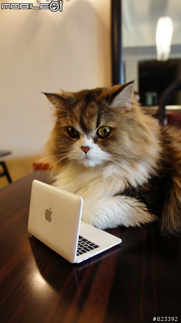 貓咪專用MACBOOK！