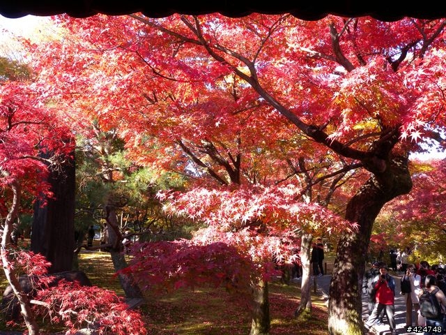 [京都]賞楓@東福寺
