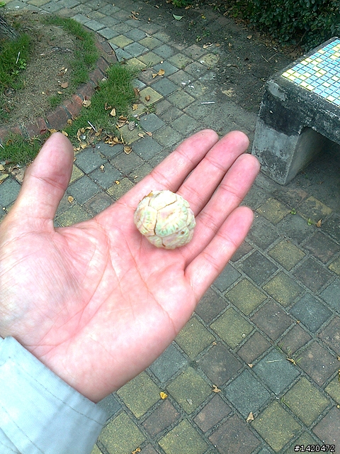 請問這是什麼樹??