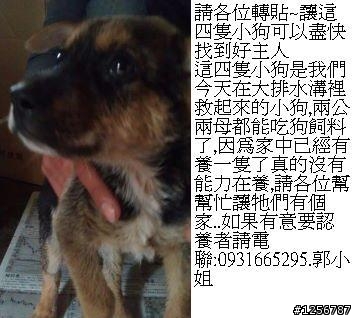 讓這四隻小狗可以盡快找到好主人