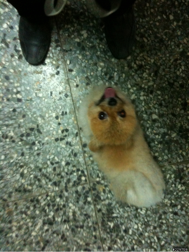 幫協尋愛犬博美狗(內壢走失)
