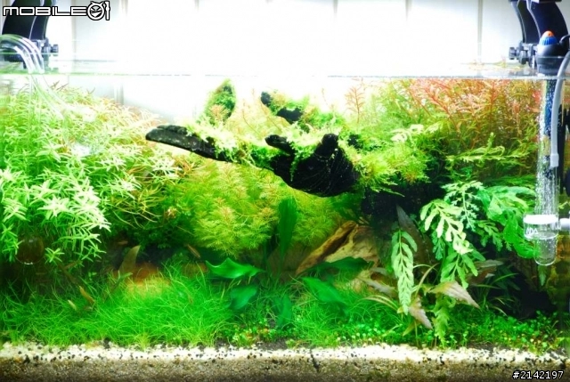 水草造景貼圖分享2尺ada 60p 水森林大家也來分享自己的水族缸中的自然吧 Mobile01