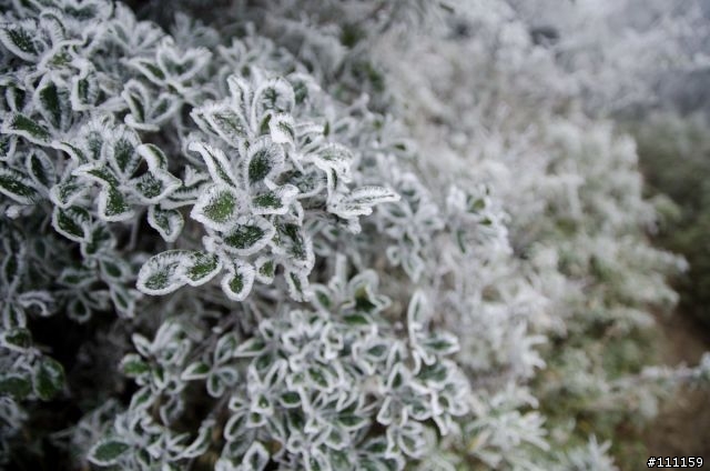 刀峰上的糖霜‧北插天山霧淞
